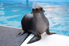 Follow the New York Aquarium’s California Sea Lion Pup On Social Media